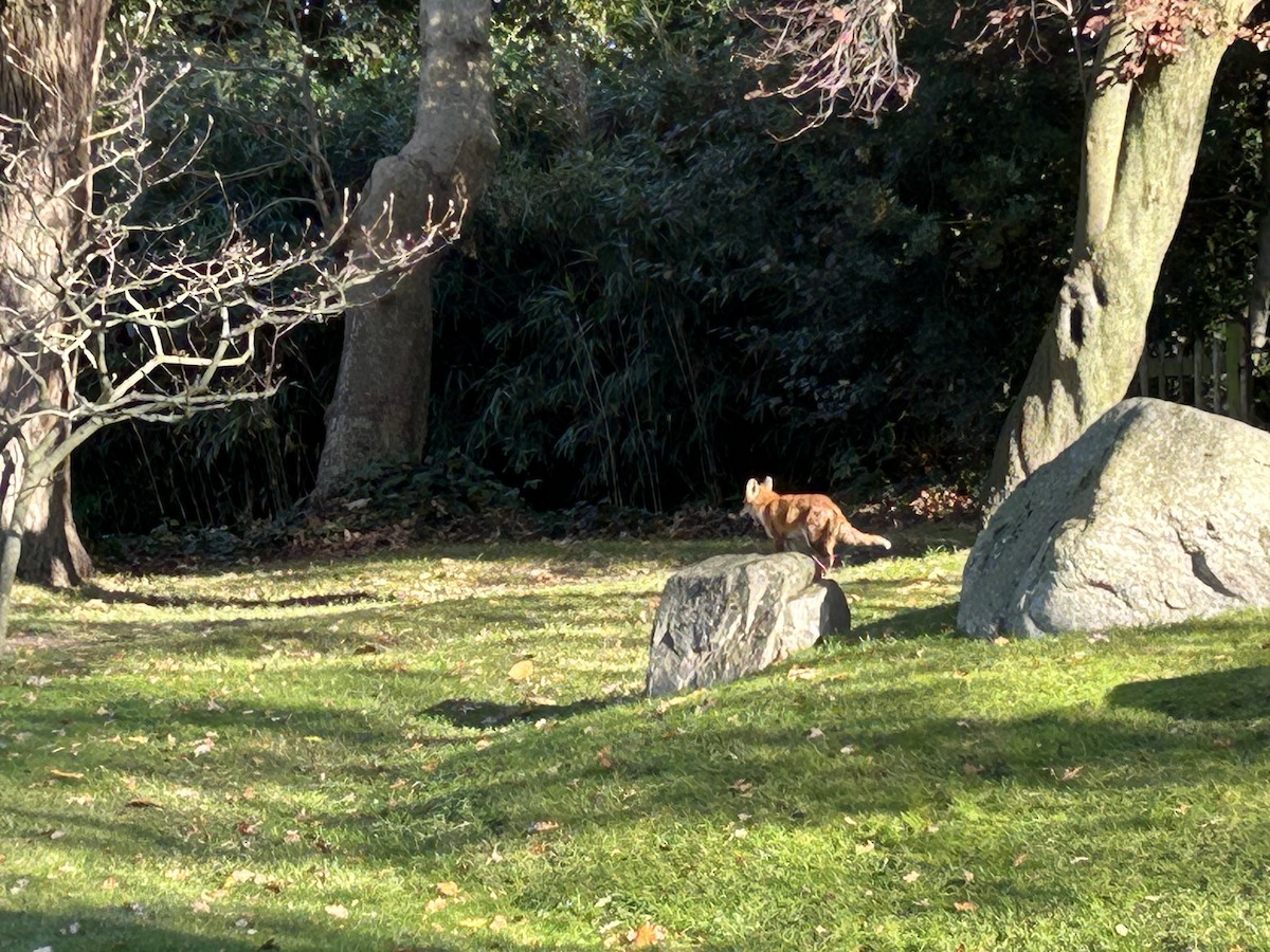 Animals - ML645640170