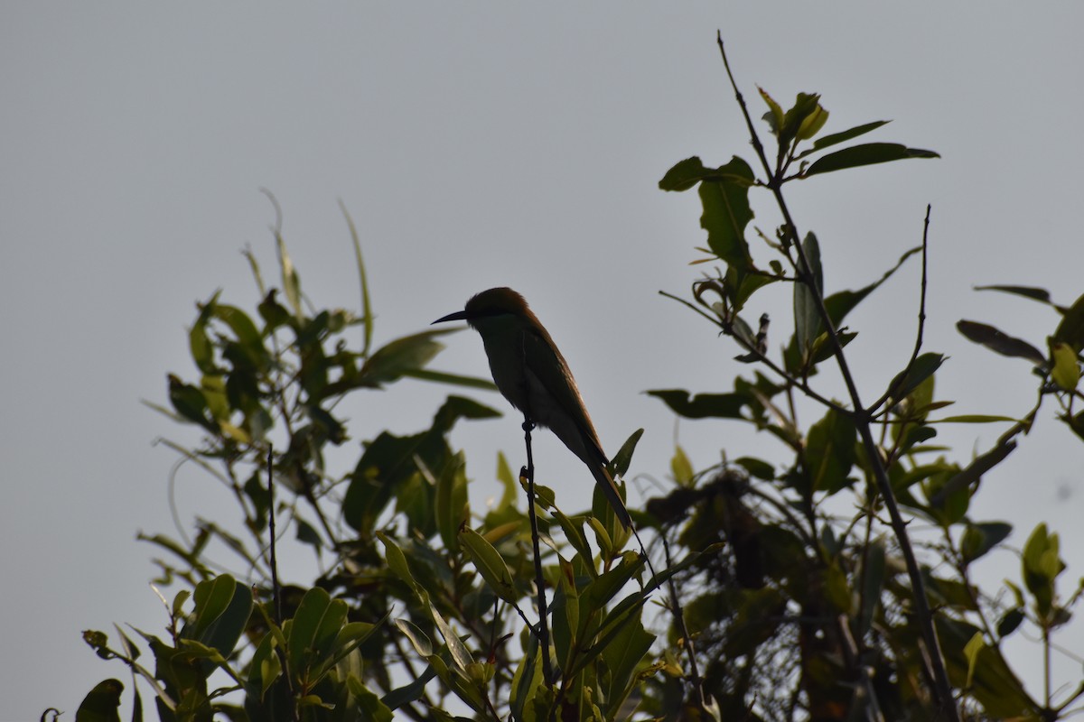 Asian Green Bee-eater - ML645640181
