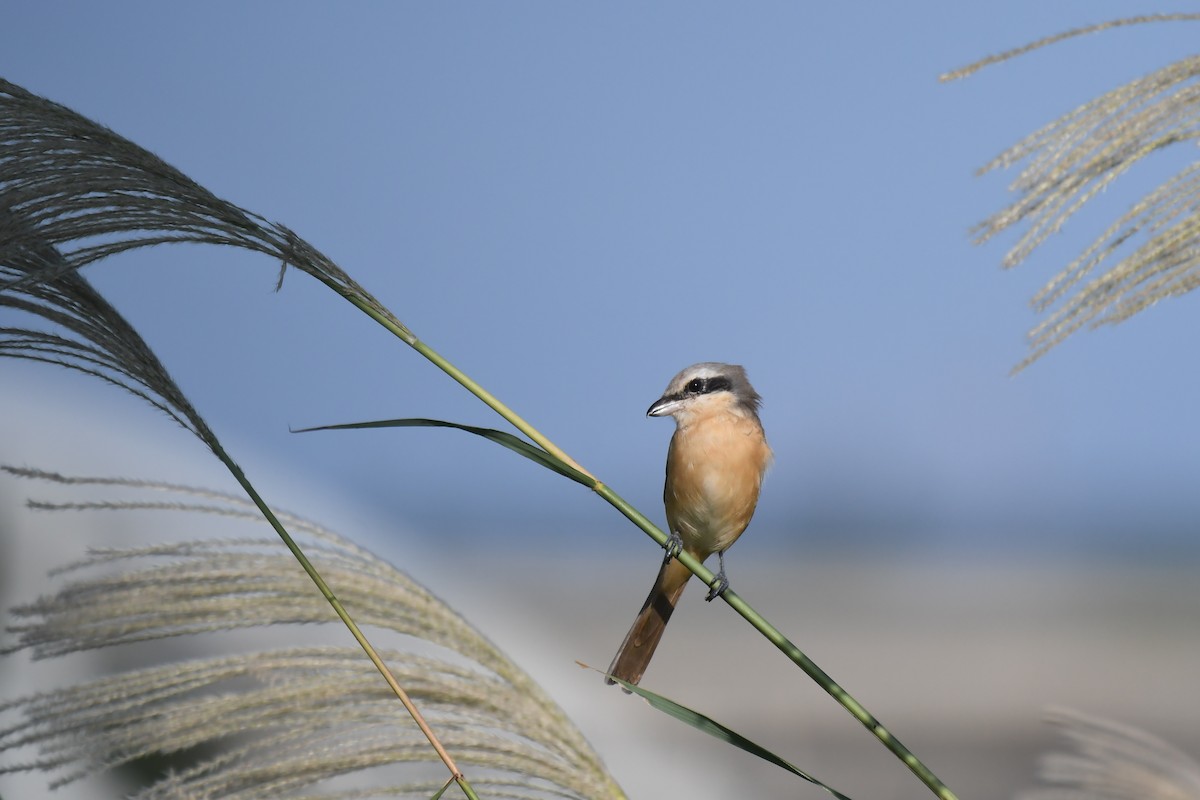 Brown Shrike (Philippine) - ML645640183