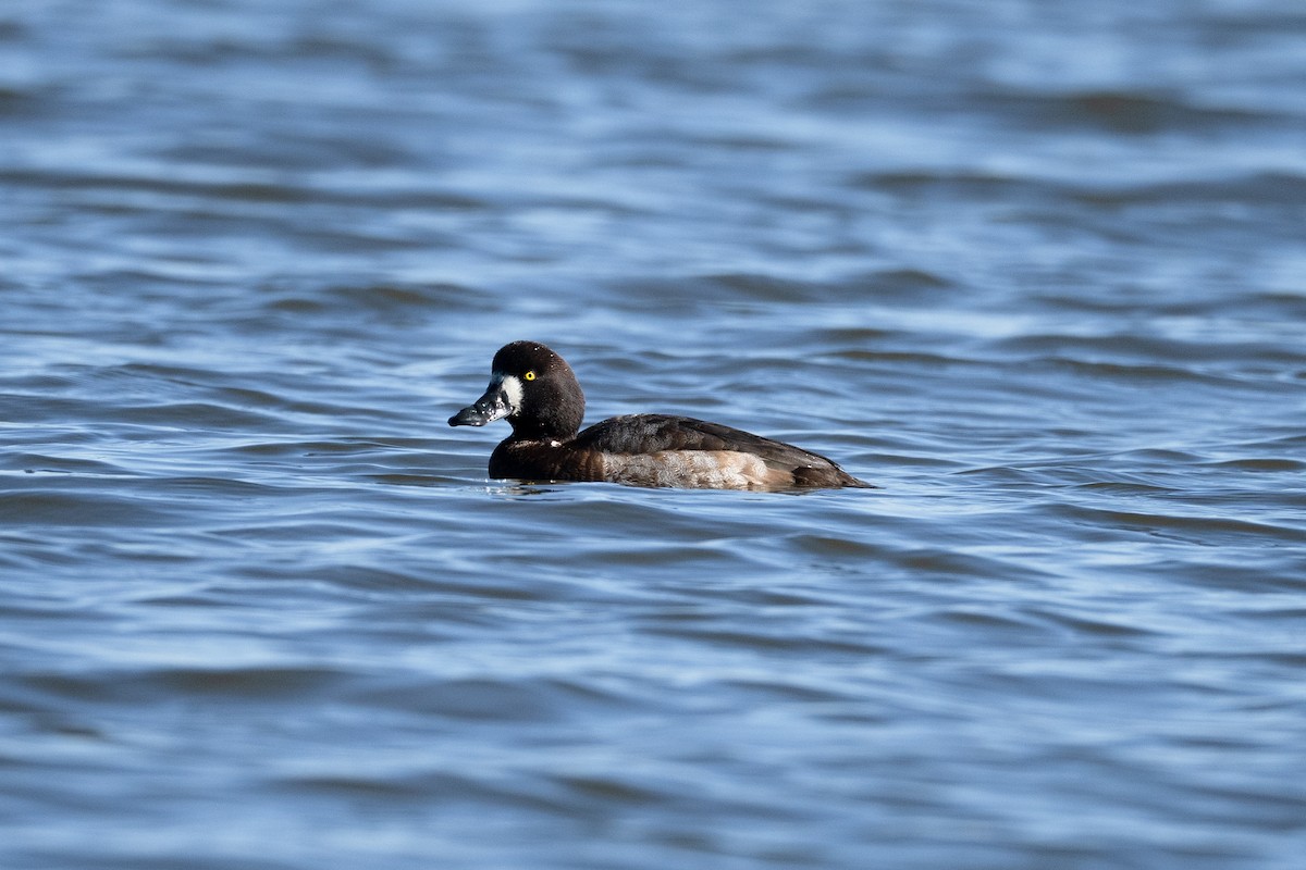 Greater Scaup - ML645640184
