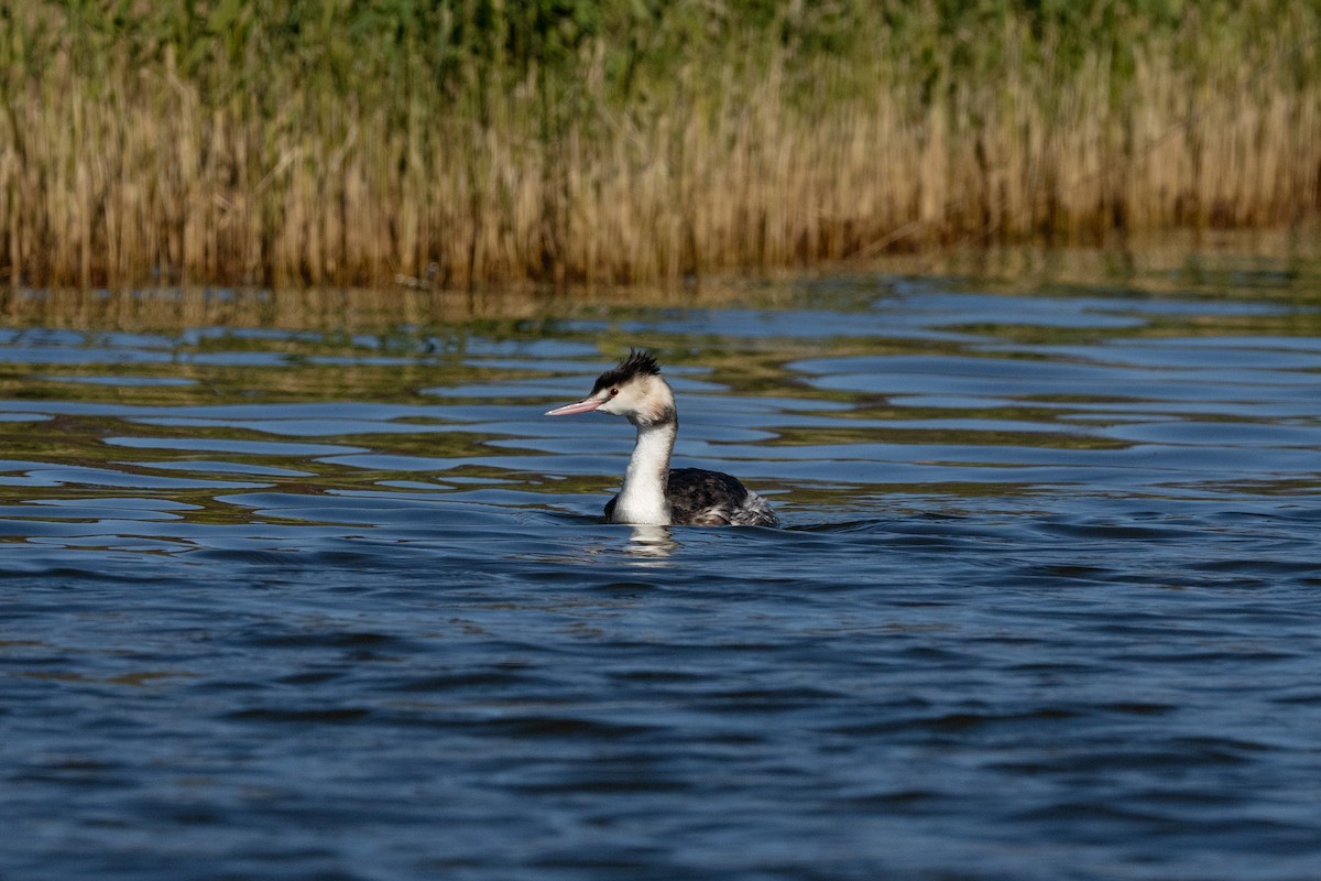 Great Crested Grebe - ML645640186