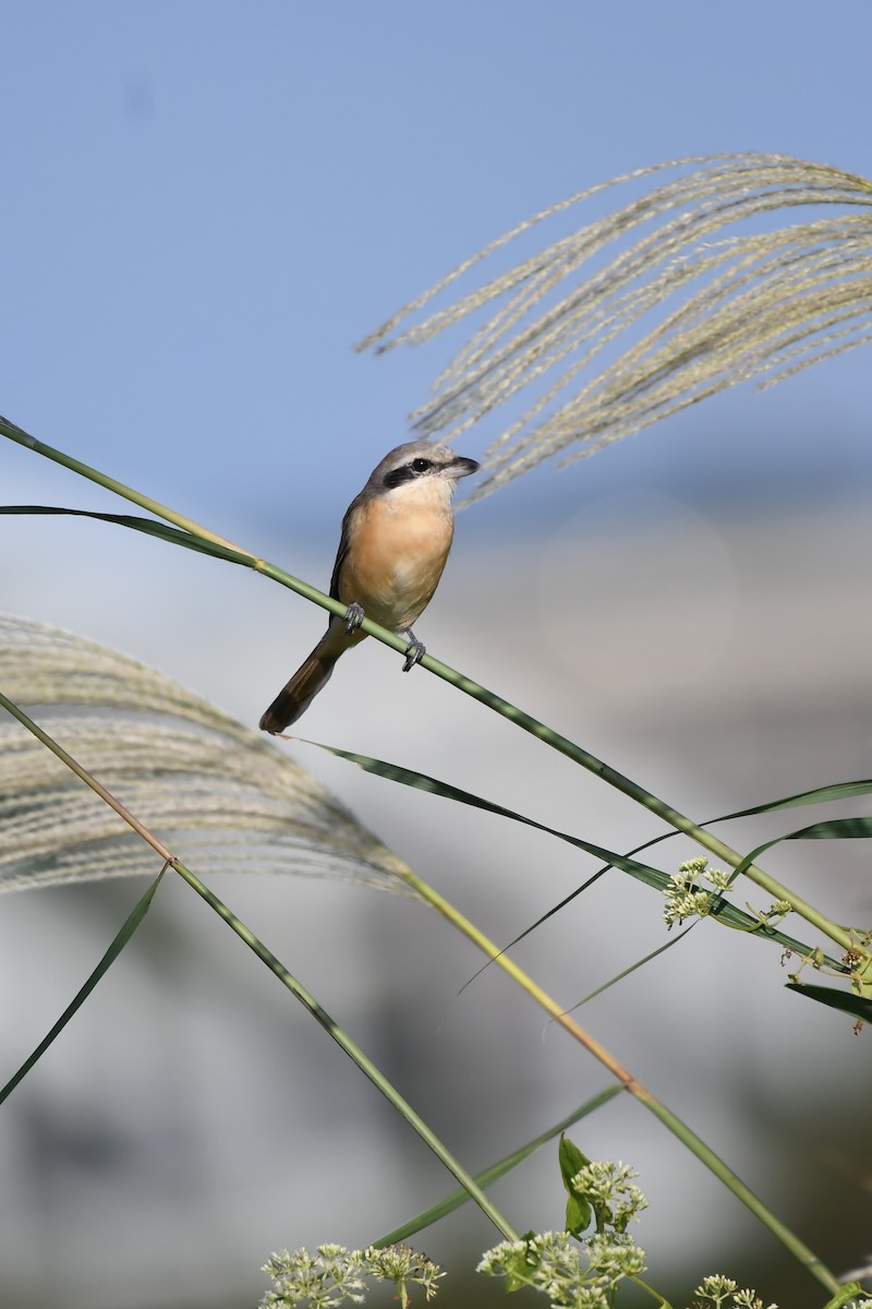 Brown Shrike (Philippine) - ML645640187