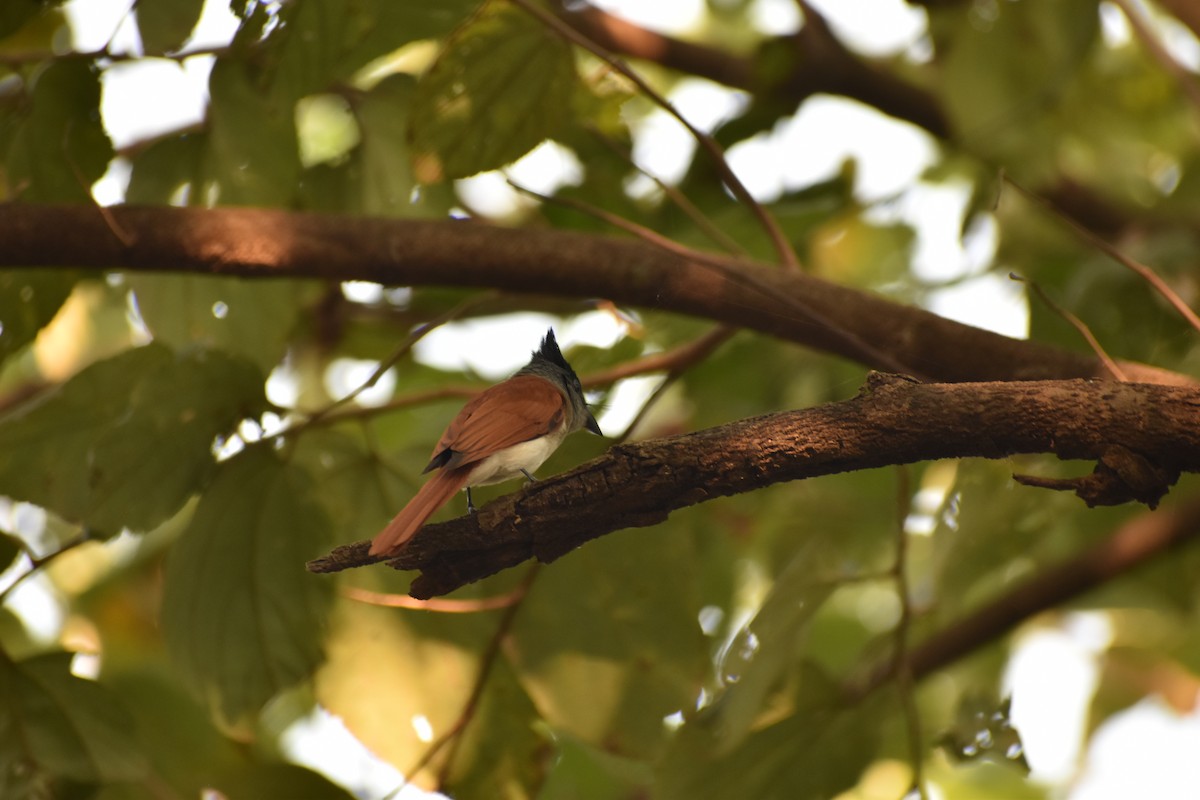 Indian Paradise-Flycatcher - ML645640188