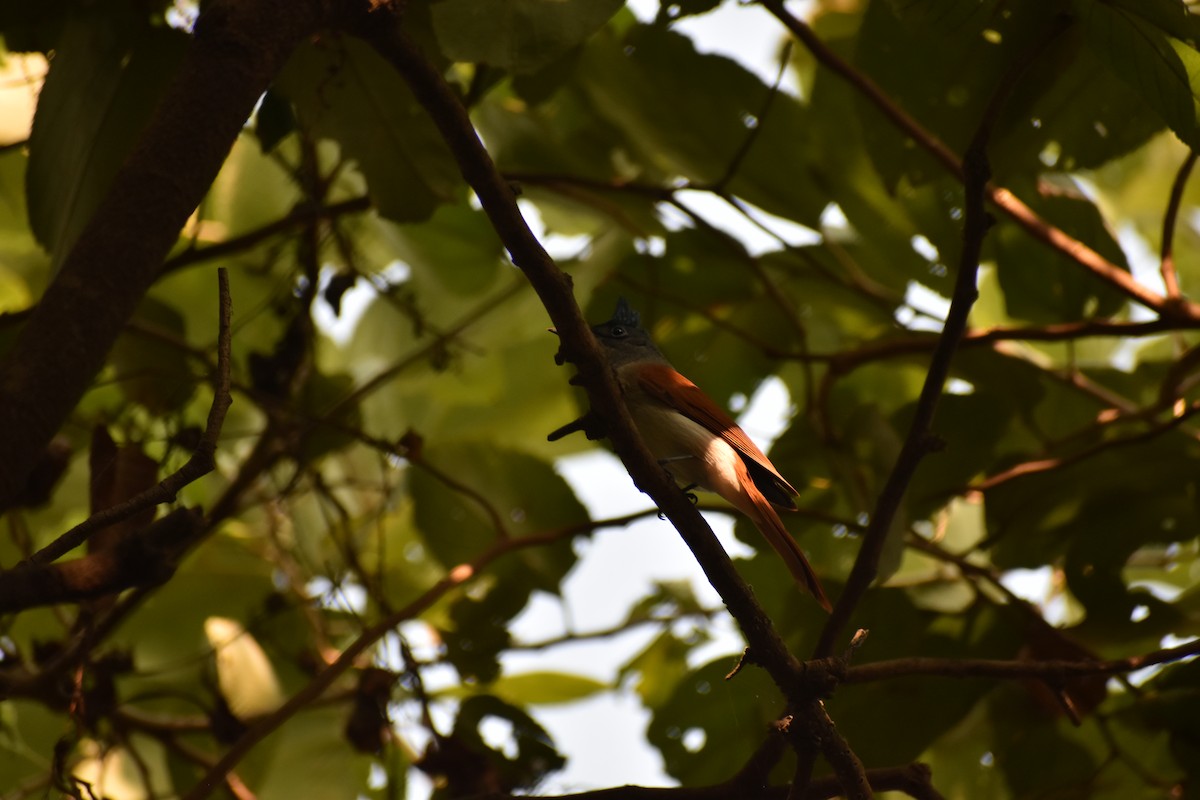 Indian Paradise-Flycatcher - ML645640189