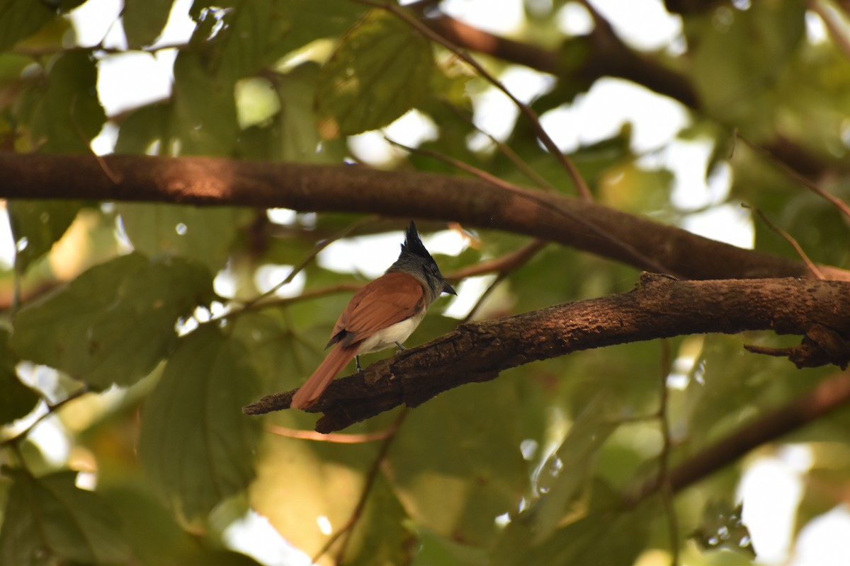 Indian Paradise-Flycatcher - ML645640190