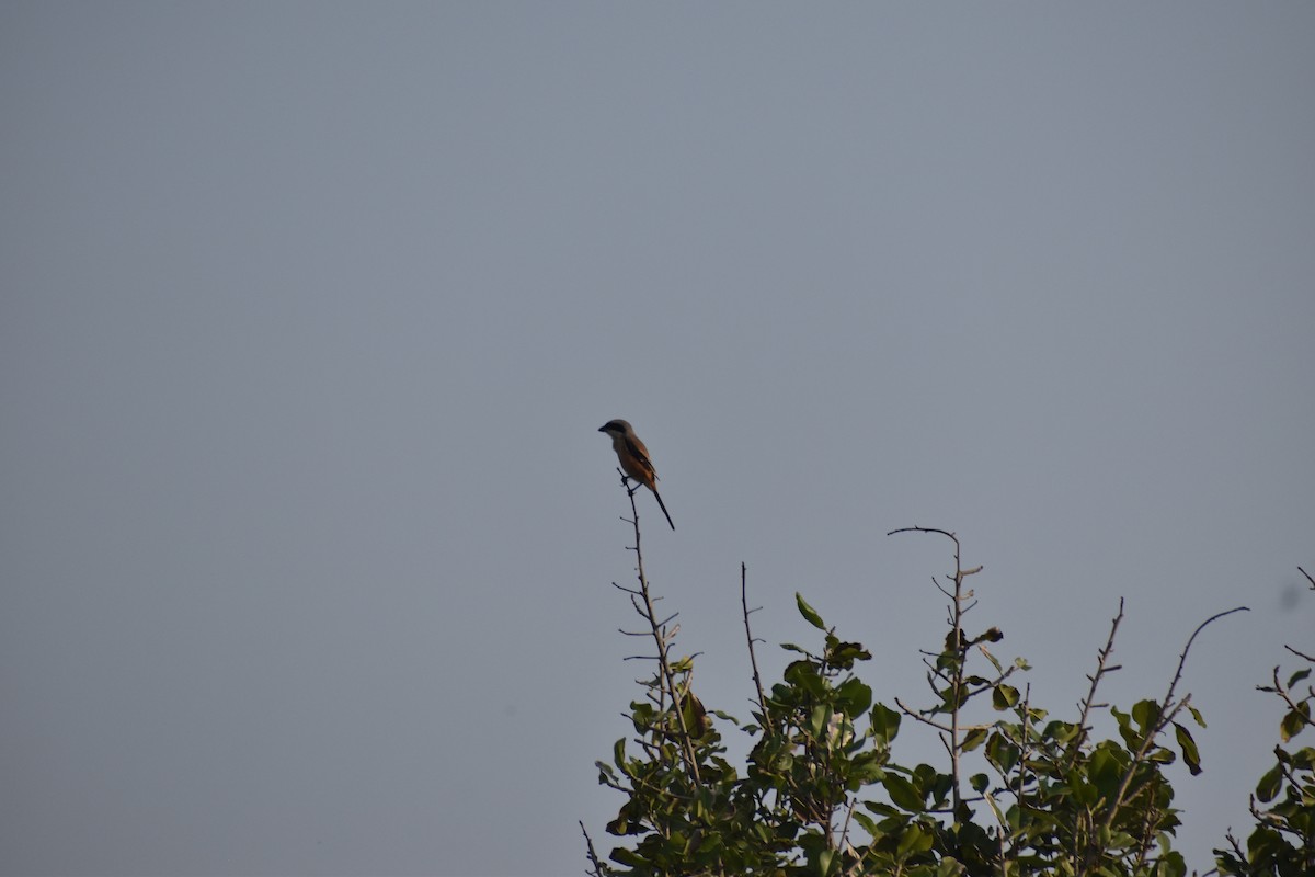 Long-tailed Shrike - ML645640192