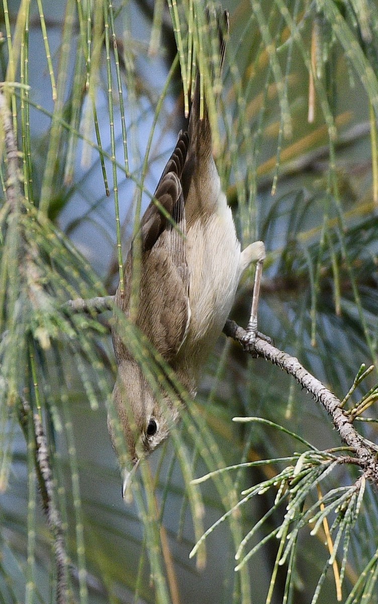 Sykes's Warbler - ML645640193