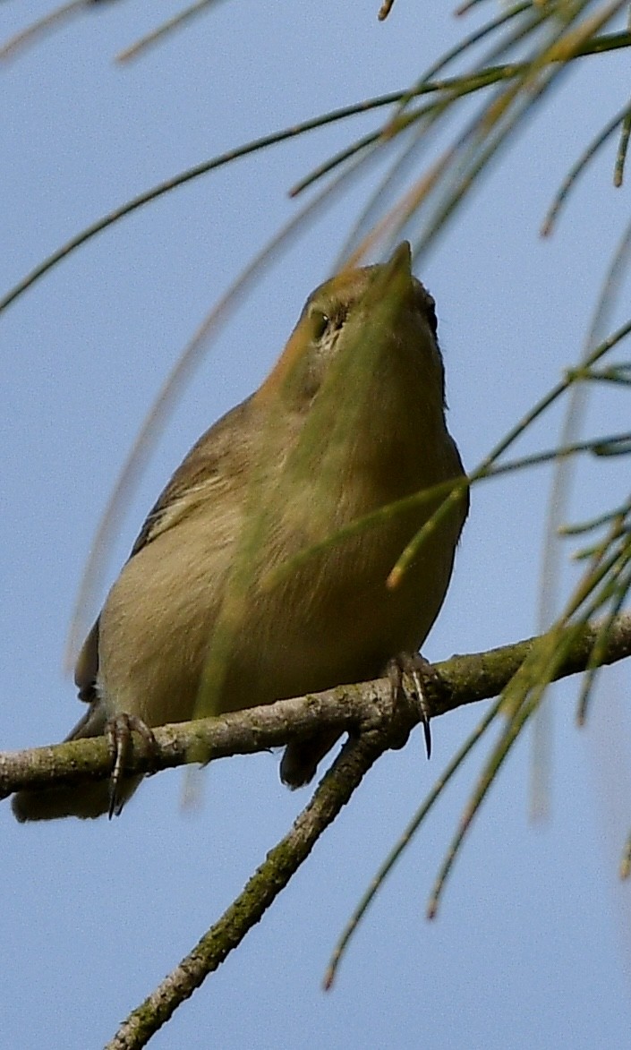 Sykes's Warbler - ML645640194