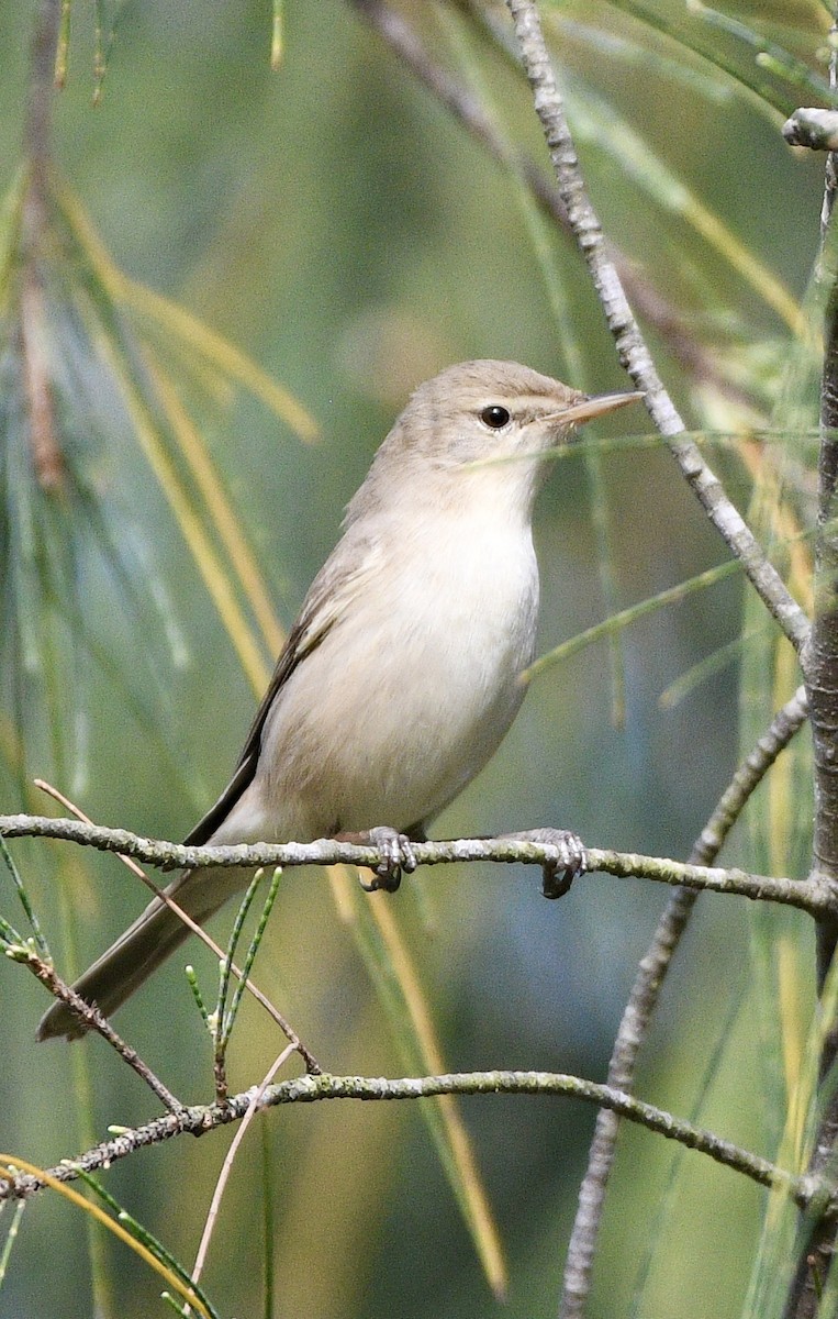 Sykes's Warbler - ML645640195