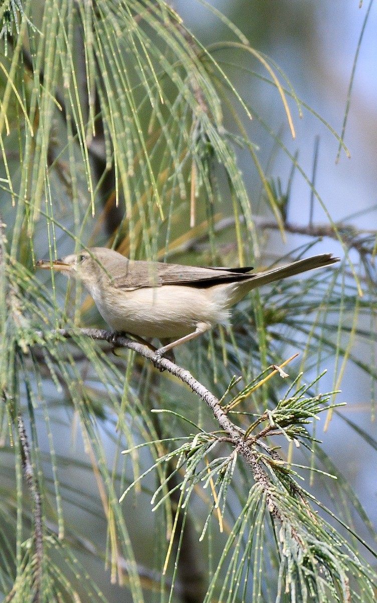 Sykes's Warbler - ML645640196