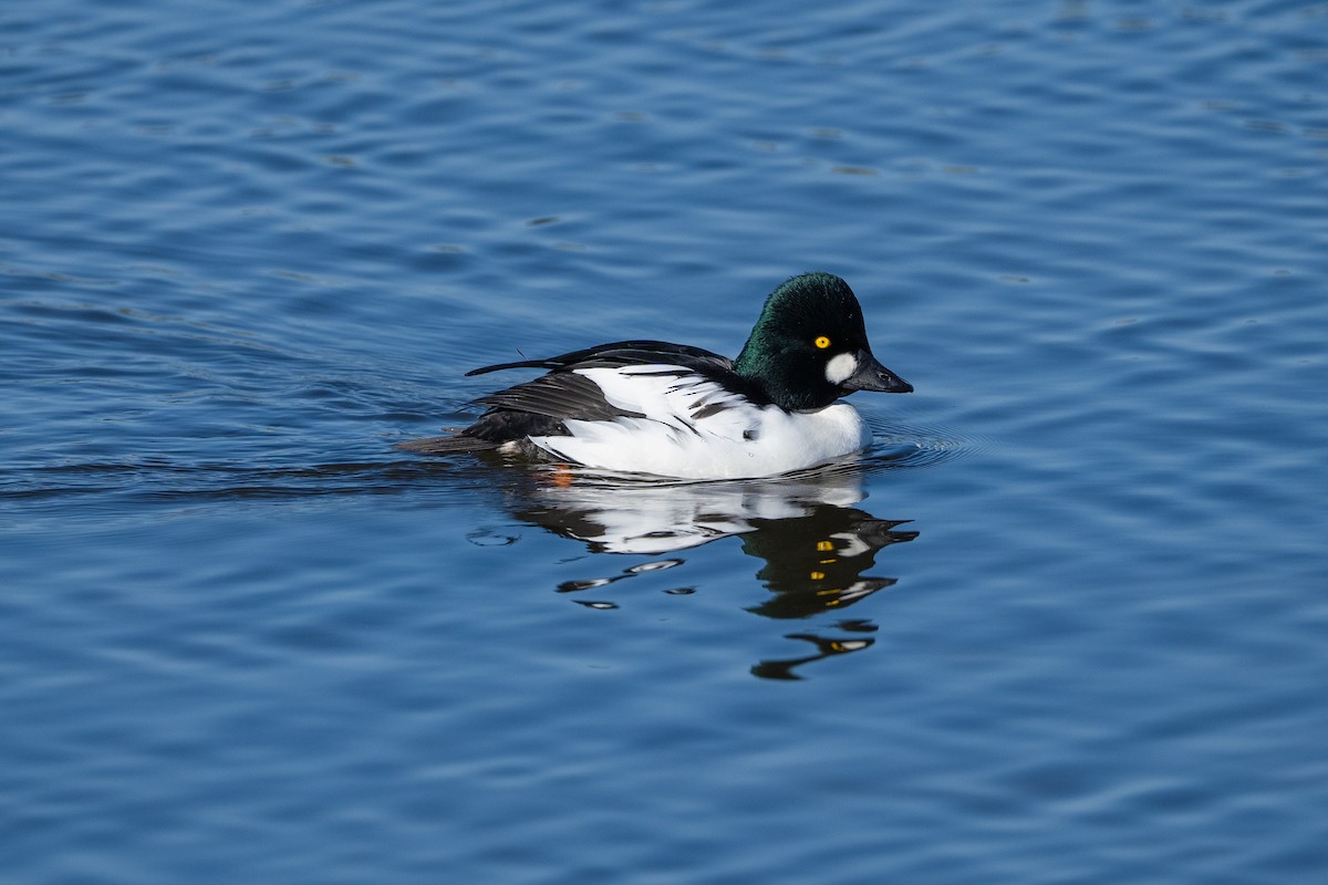 Common Goldeneye - ML645640199