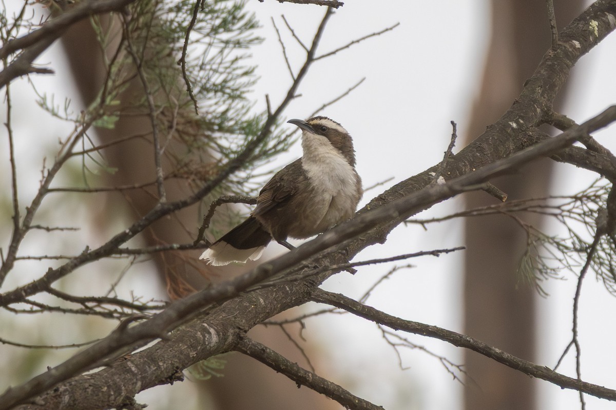 White-browed Babbler - ML645640200