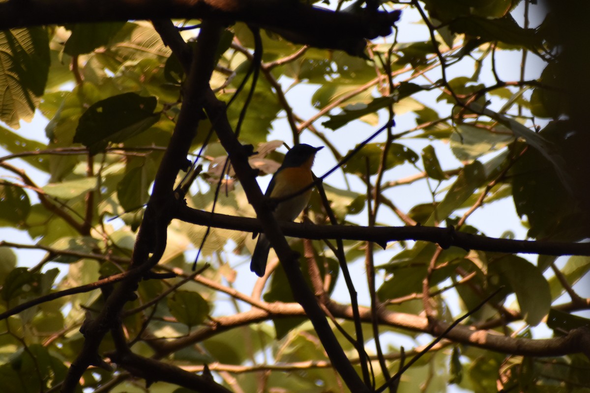 Tickell's Blue Flycatcher - ML645640205