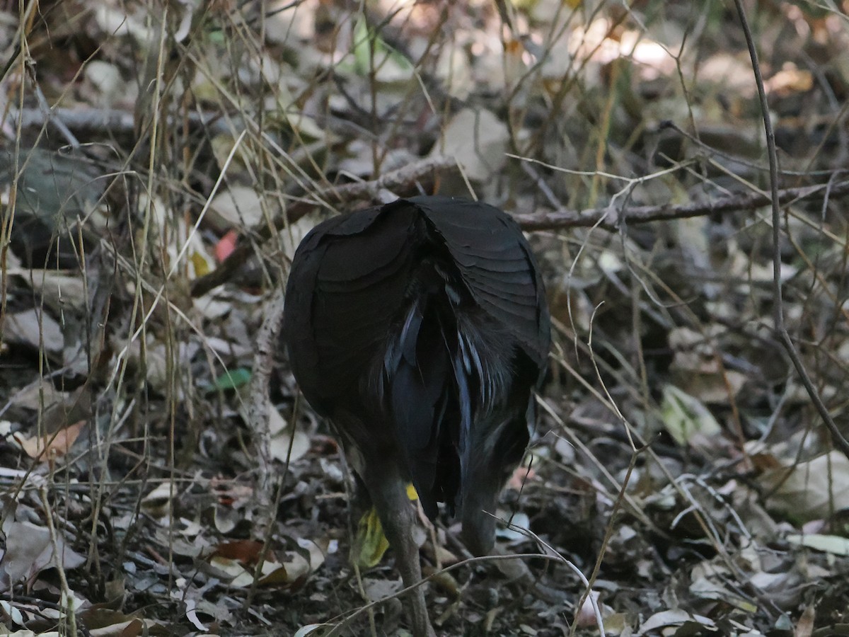 Australian Brushturkey - ML645640207
