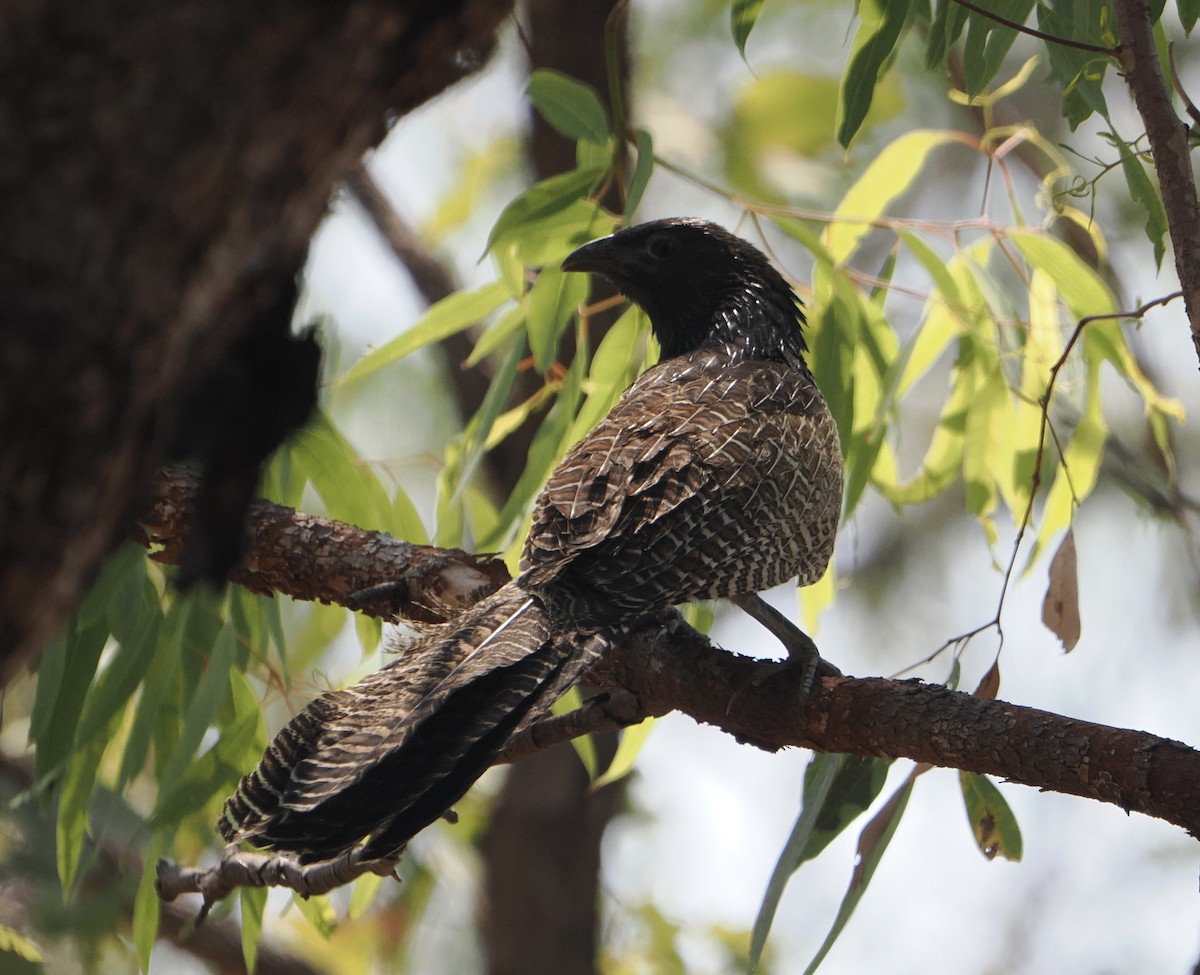 Pheasant Coucal - ML645640208