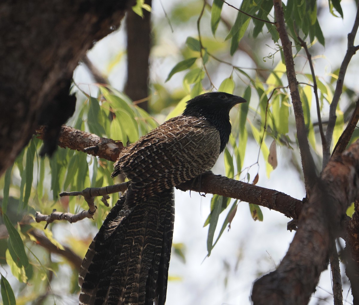 Pheasant Coucal - ML645640209