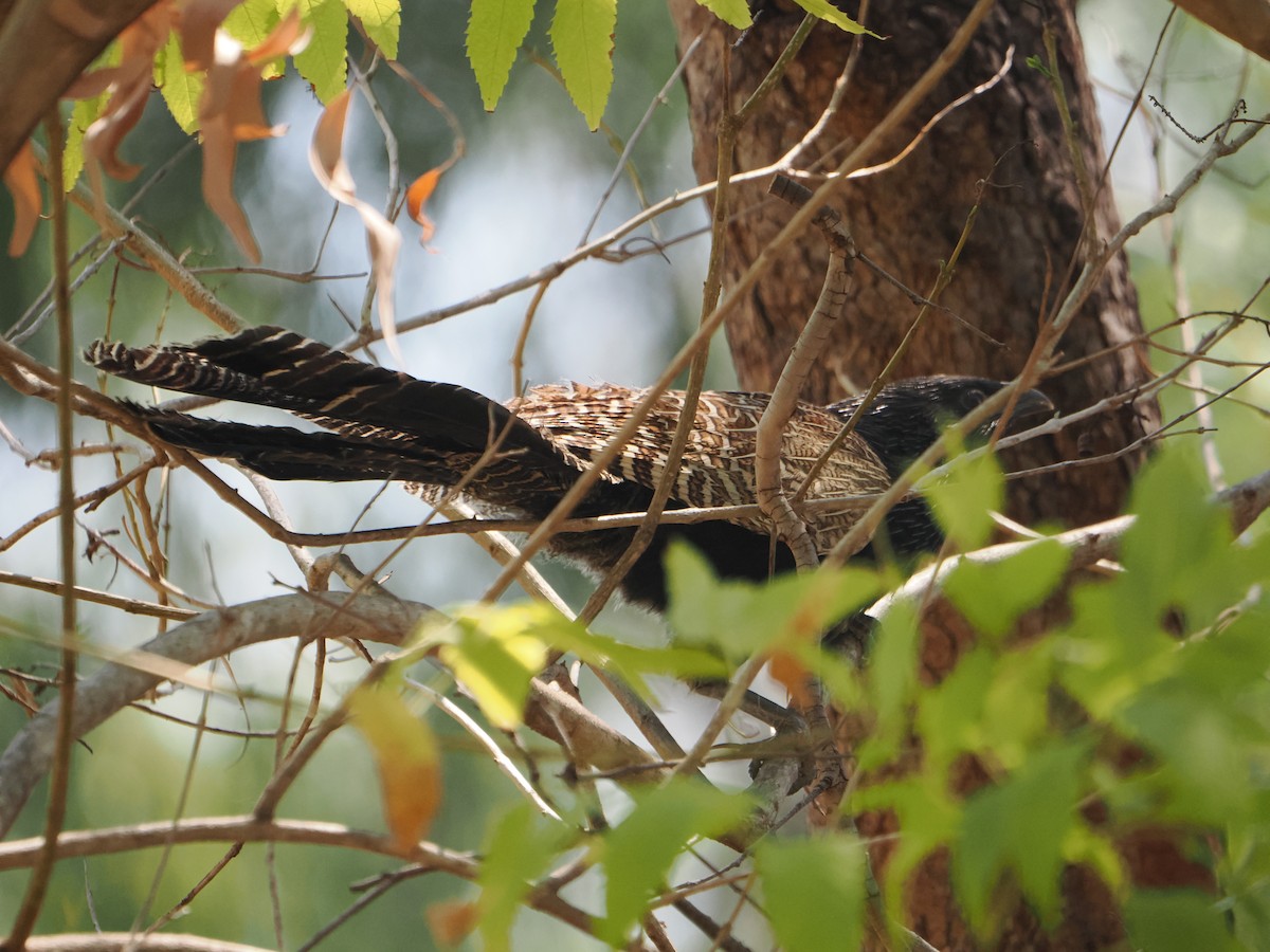 Pheasant Coucal - ML645640210