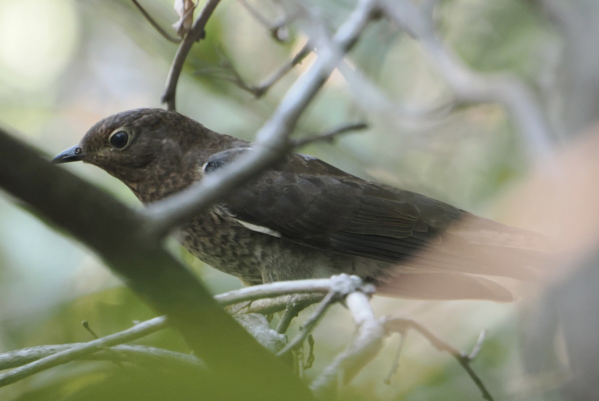 Fan-tailed Cuckoo - ML645640211