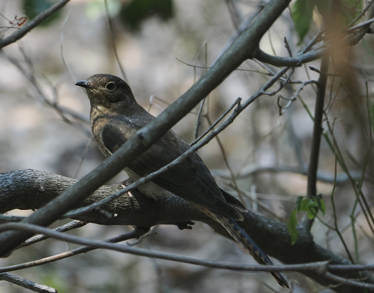 Fan-tailed Cuckoo - ML645640212