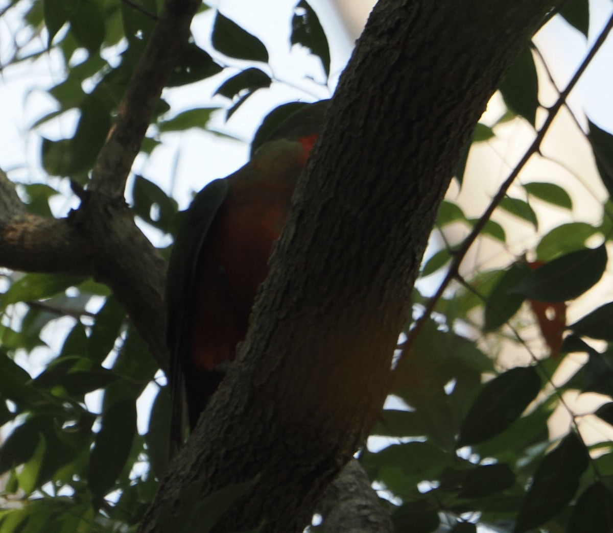 Australian King-Parrot - ML645640213