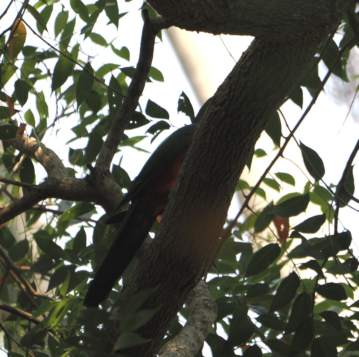 Australian King-Parrot - ML645640215