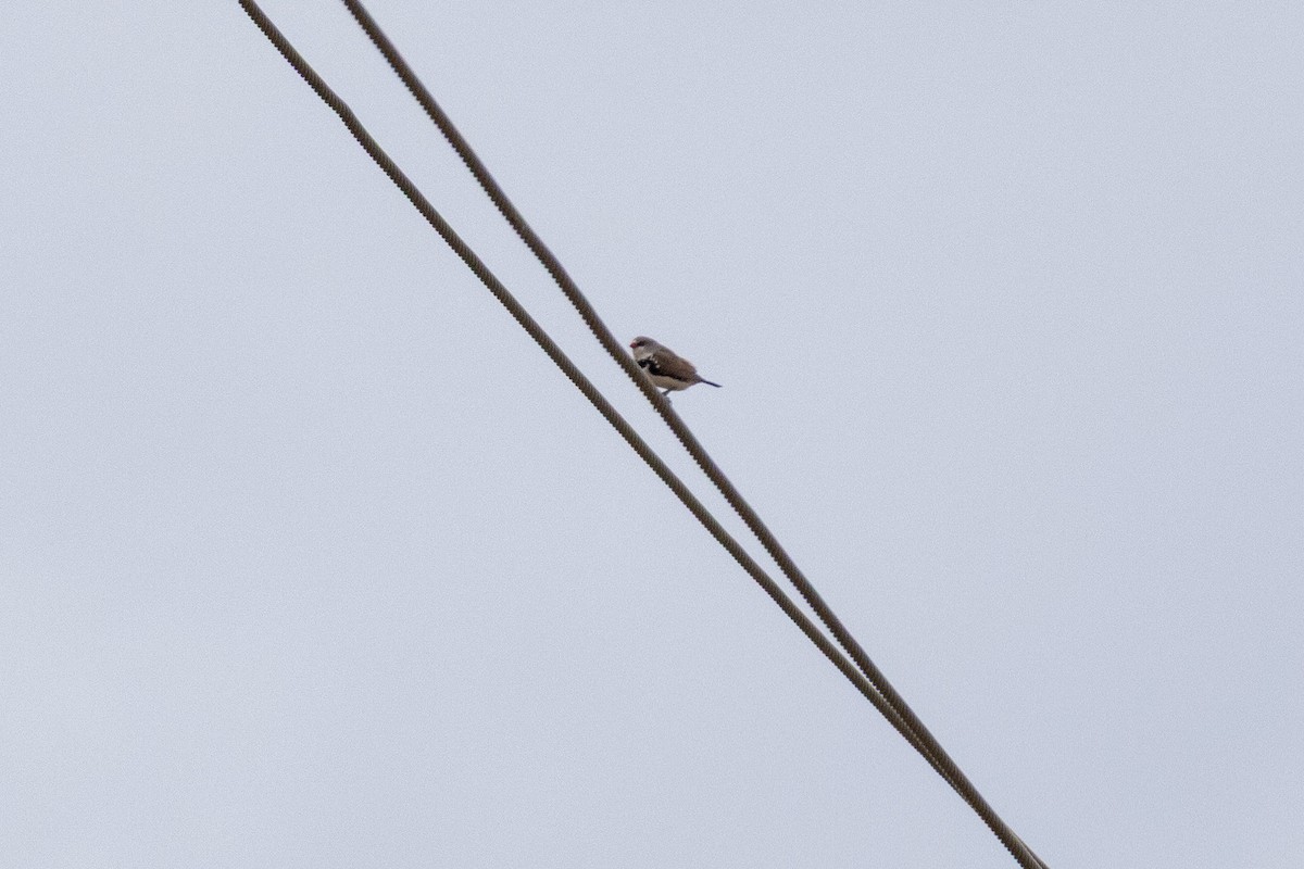 Diamond Firetail - ML645640216