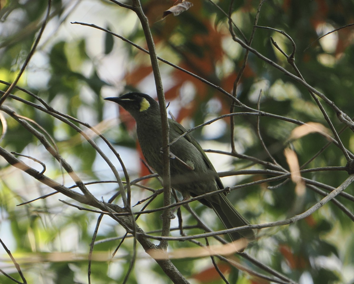 Lewin's Honeyeater - ML645640217