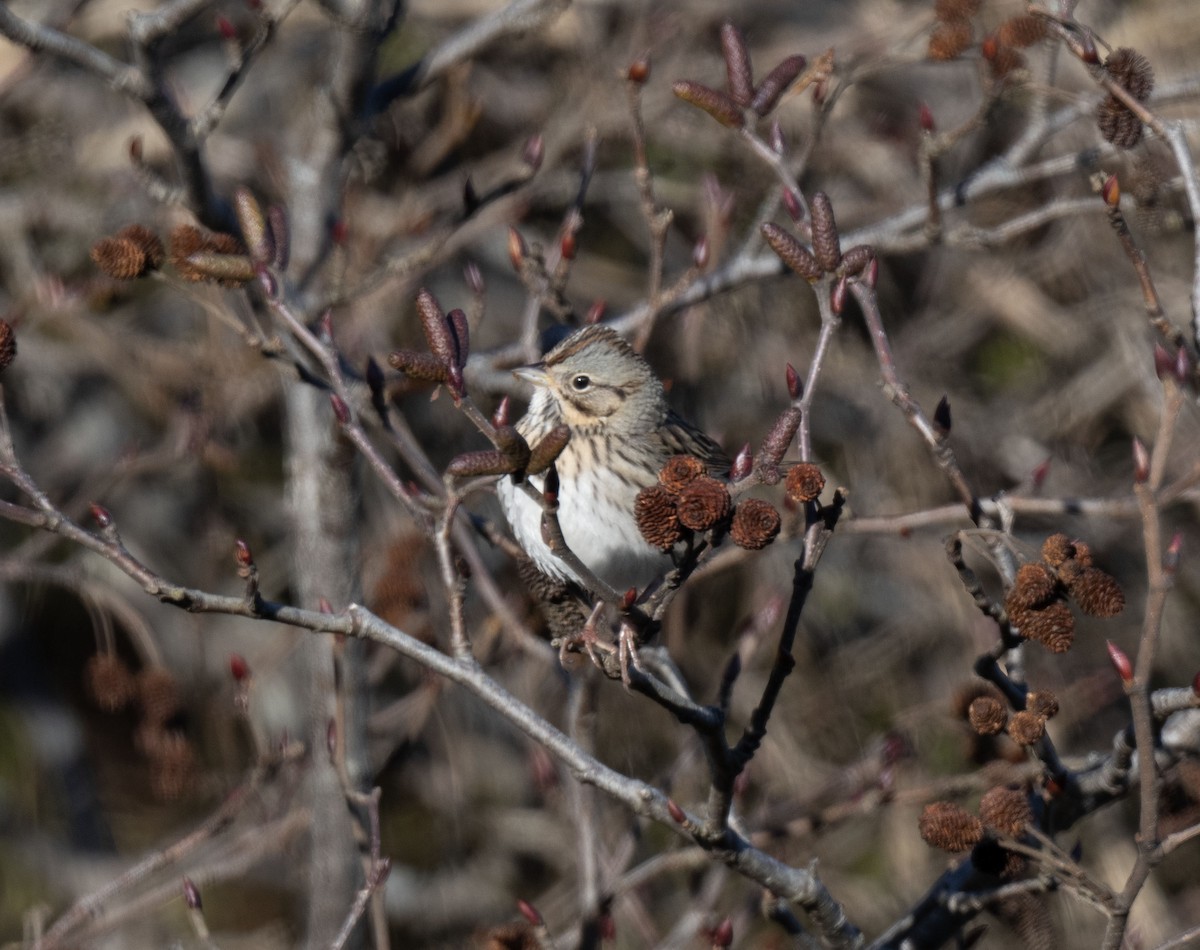 Lincoln's Sparrow - ML645640218