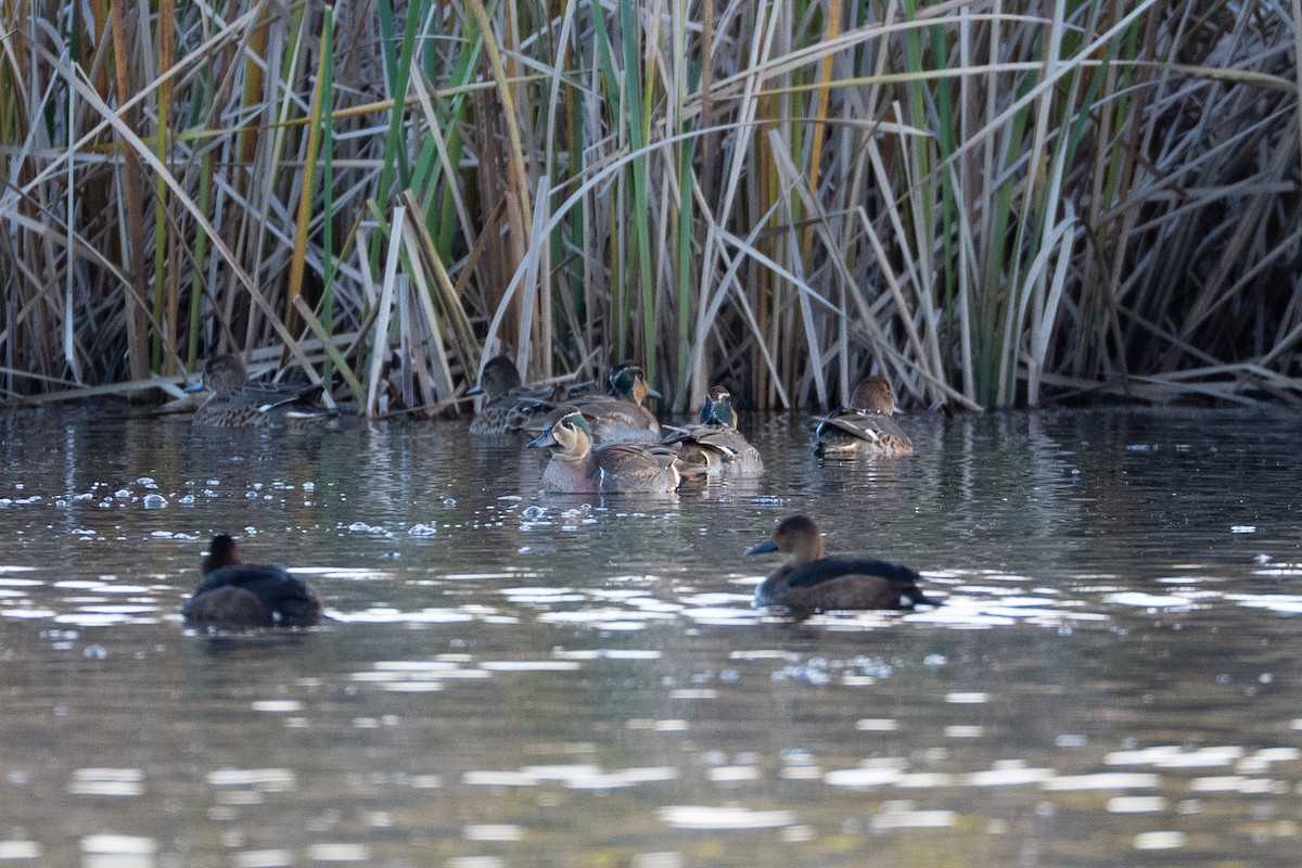 Baikal Teal - ML645640219