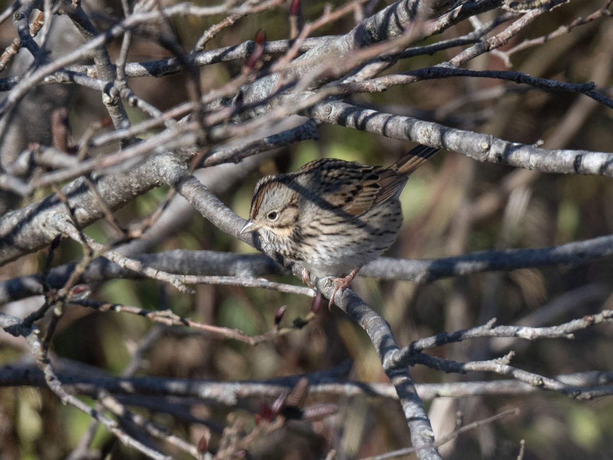 Lincoln's Sparrow - ML645640220
