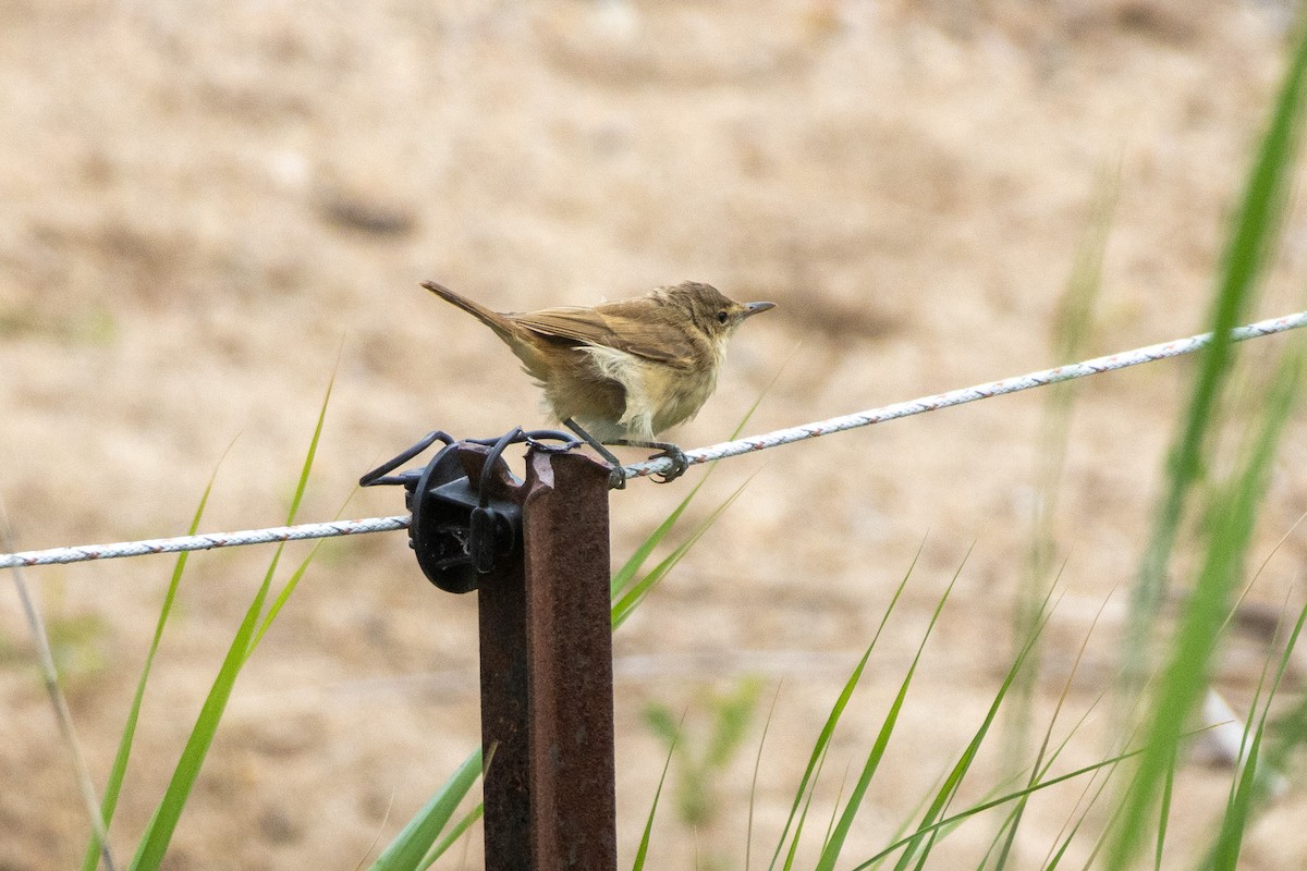 Australian Reed Warbler - ML645640221