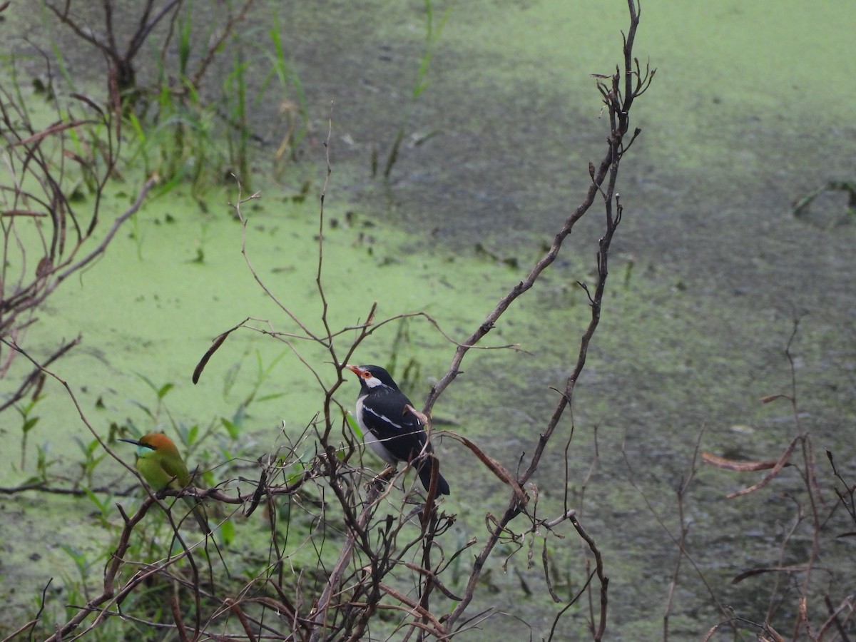 Indian Pied Starling - ML645640222