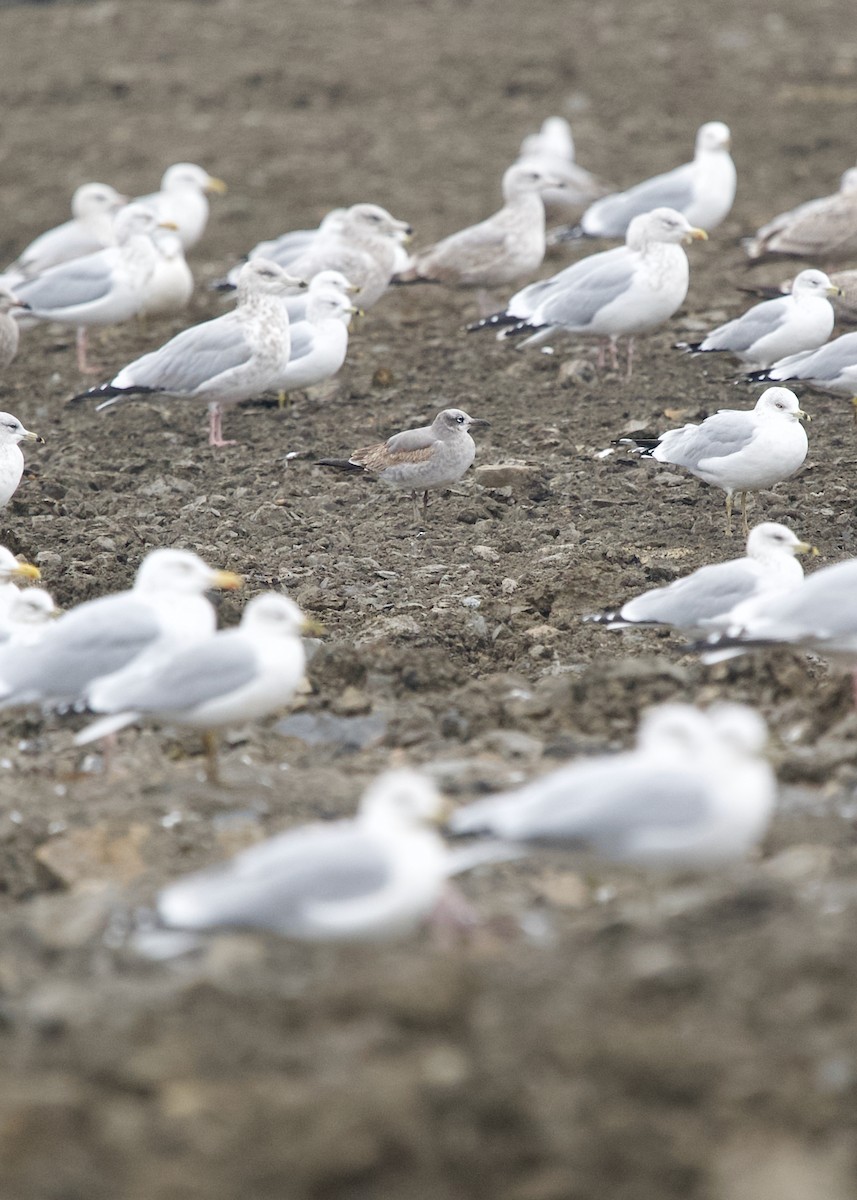 Laughing Gull - ML645640223