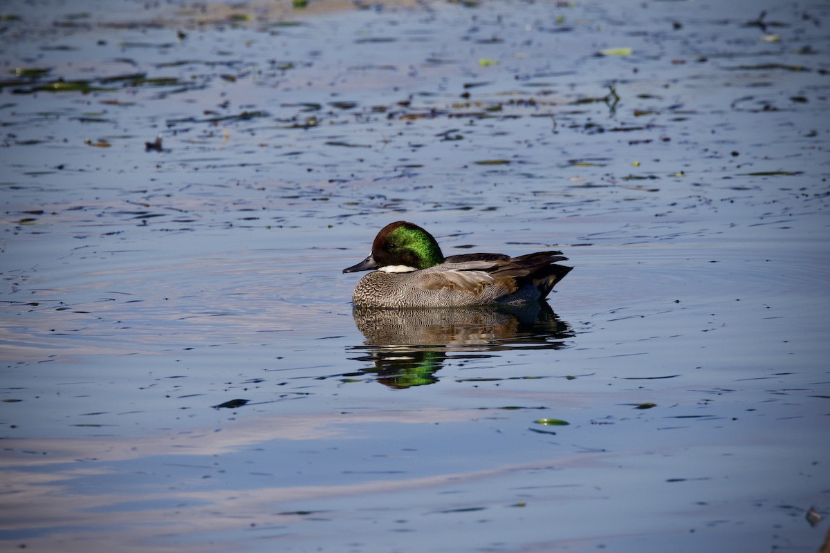 羅文鴨 - ML645640226