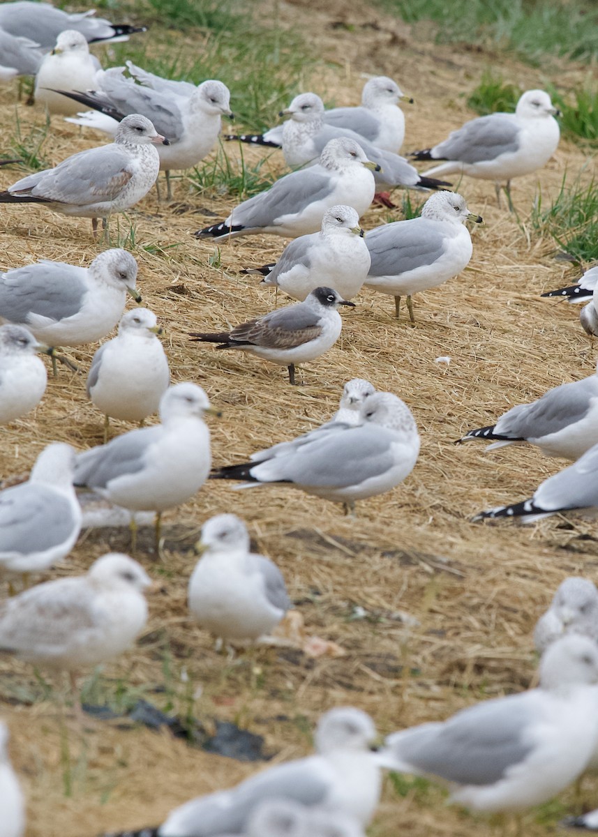 Franklin's Gull - ML645640227