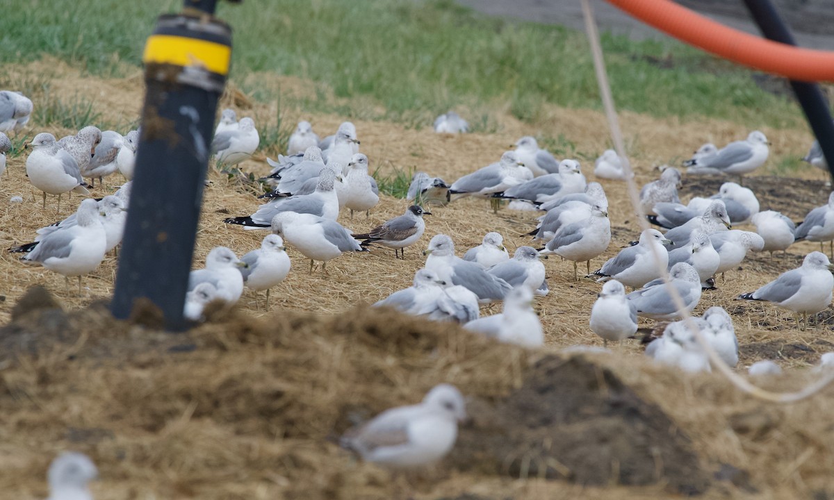 Franklin's Gull - ML645640228
