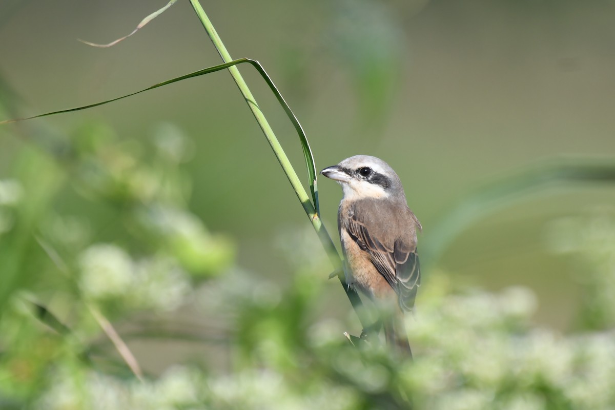 紅尾伯勞(灰頭) - ML645640229