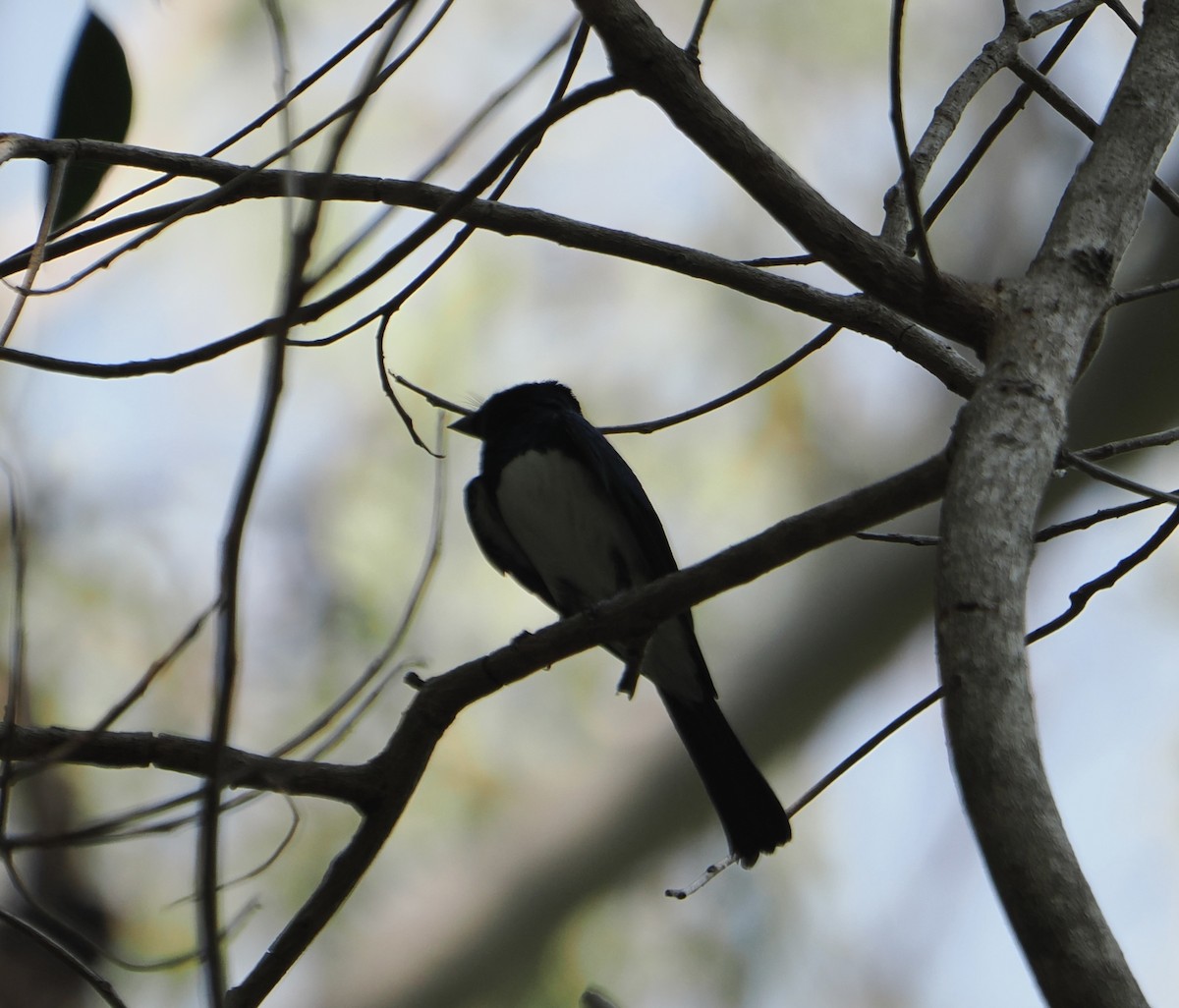 Leaden Flycatcher - ML645640230