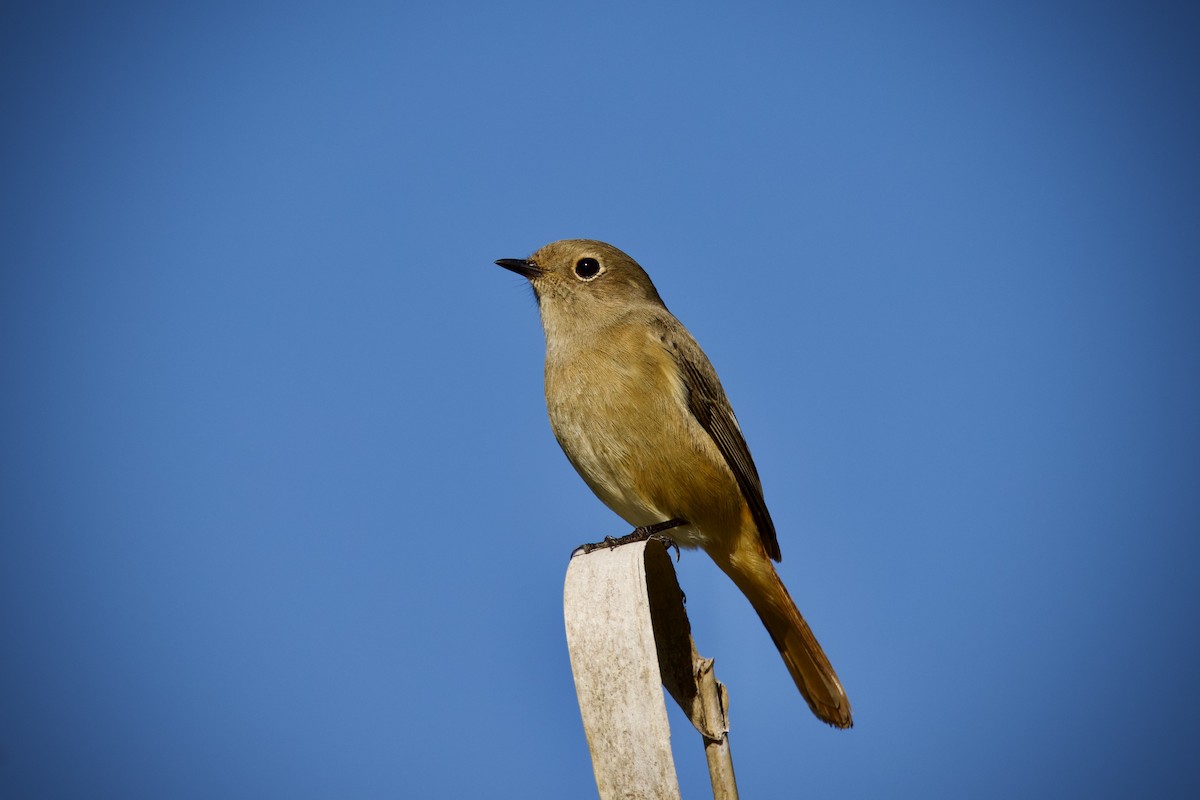 黃尾鴝 - ML645640233