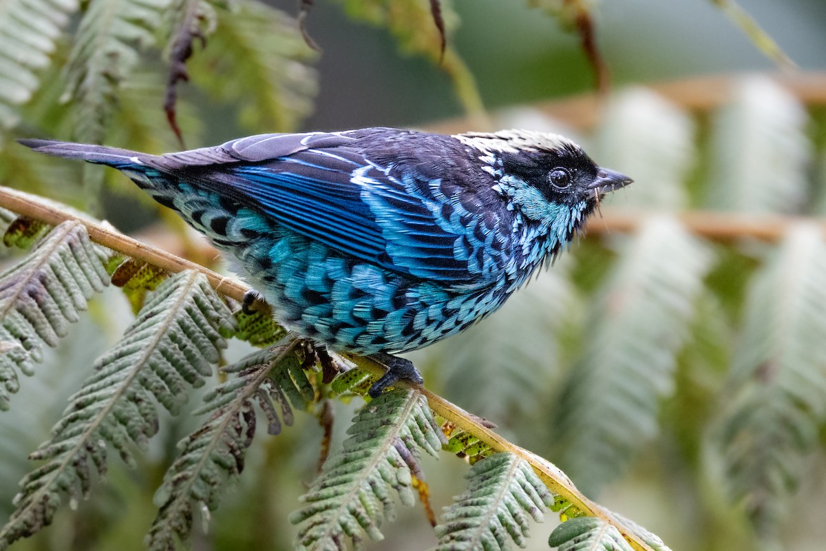 Beryl-spangled Tanager - ML645640238