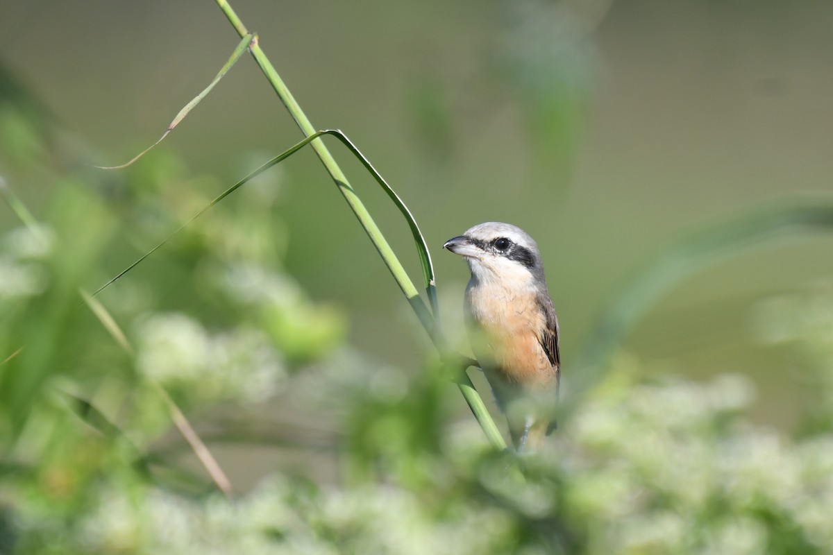 Brown Shrike (Philippine) - ML645640239