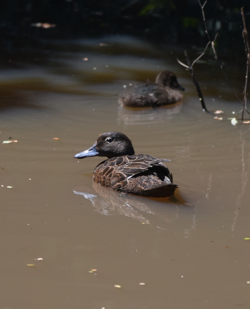 Brown Teal - ML645640245