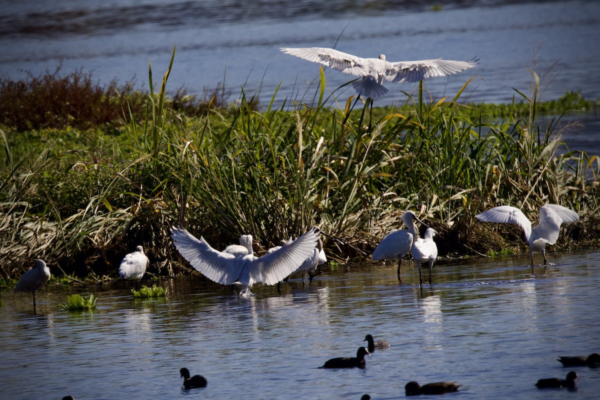 Black-faced Spoonbill - ML645640247