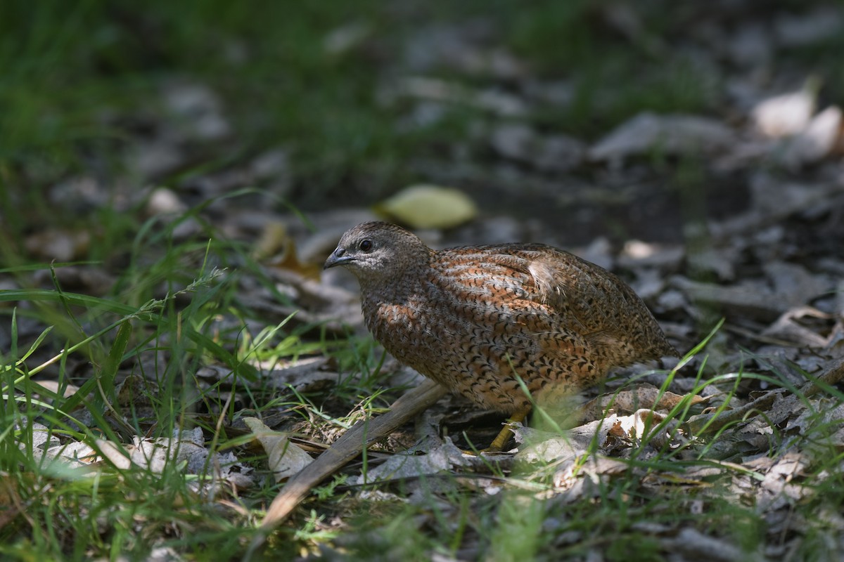 Brown Quail - ML645640248