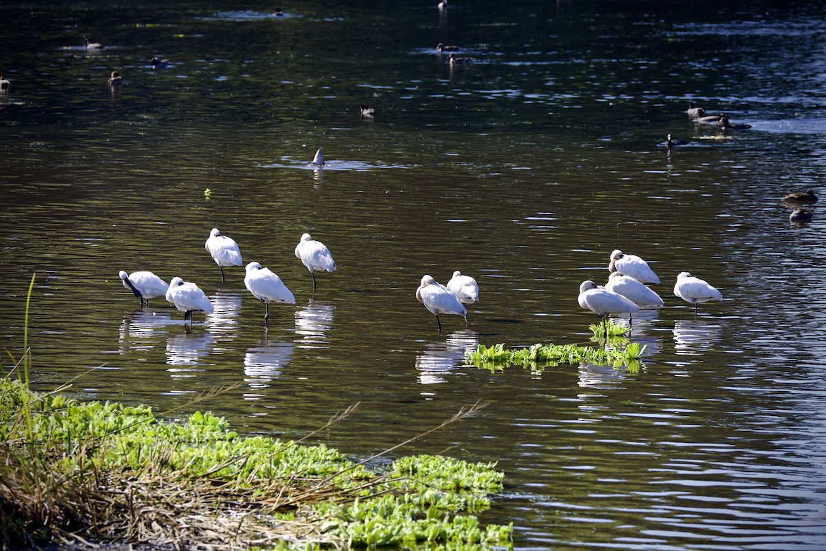 Black-faced Spoonbill - ML645640250