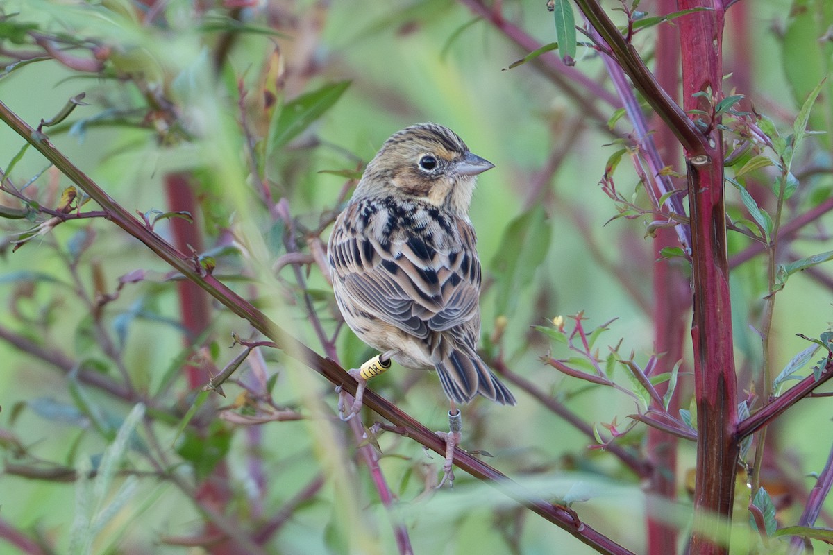 Chestnut-eared Bunting - ML645640258