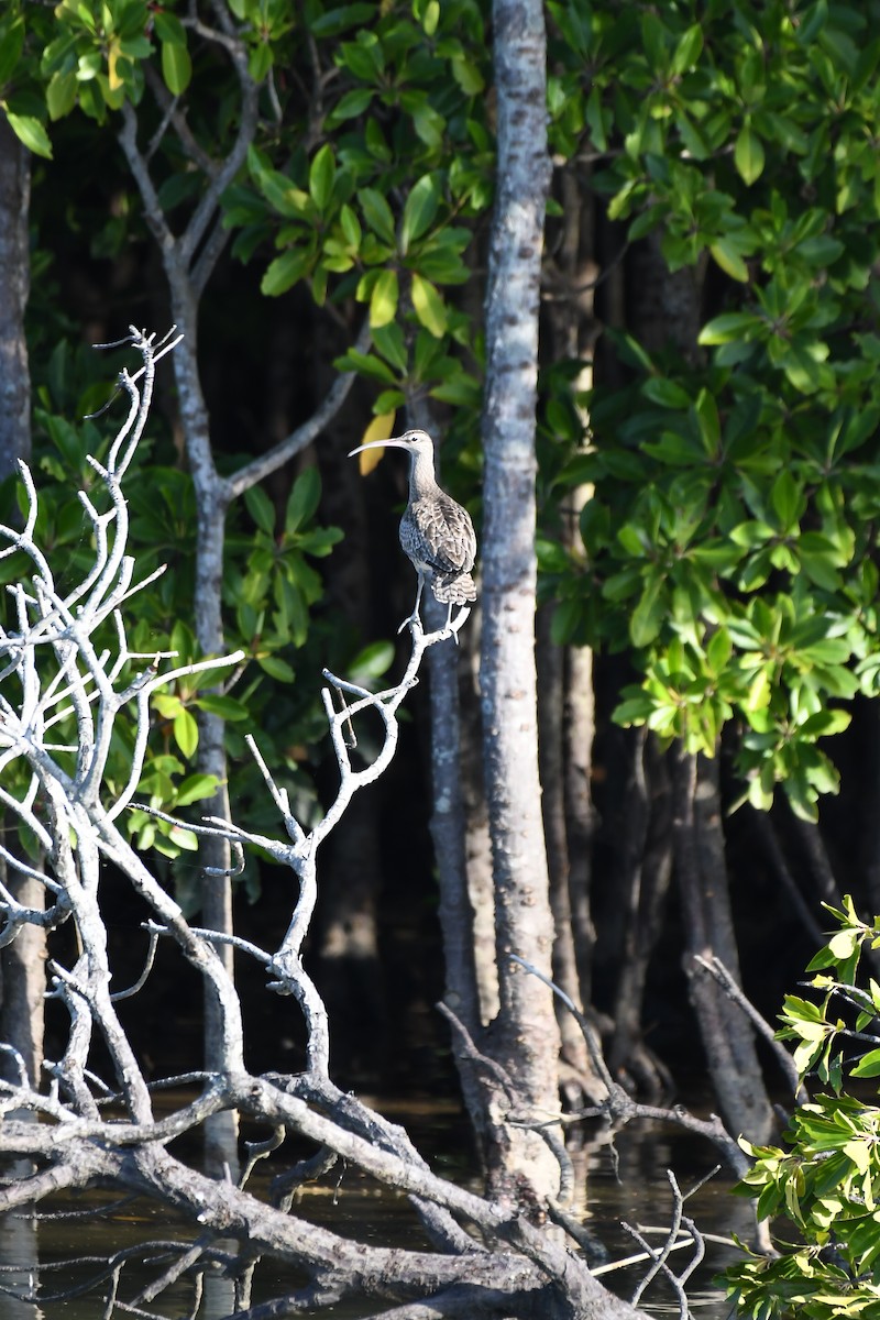 Eurasian Whimbrel - ML645640267
