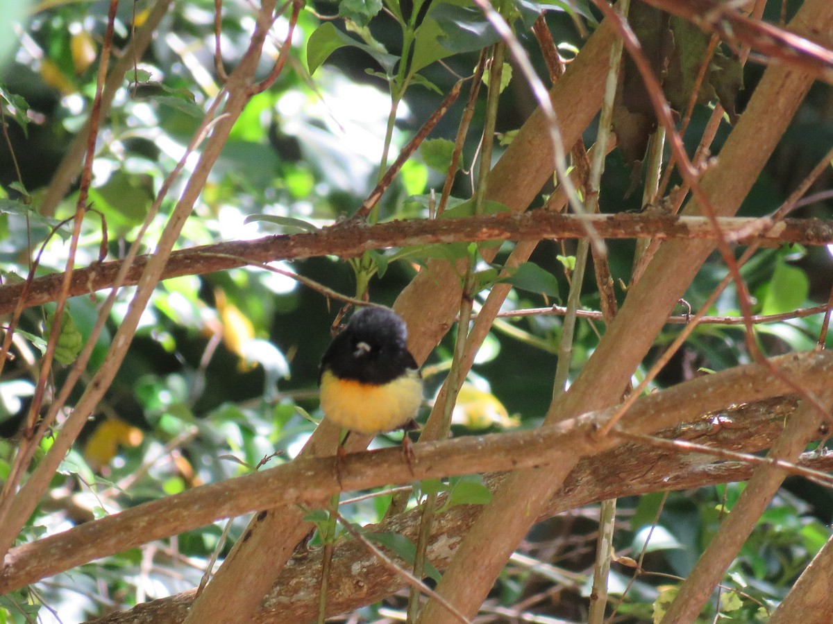 Tomtit (New Zealand) - ML645640269