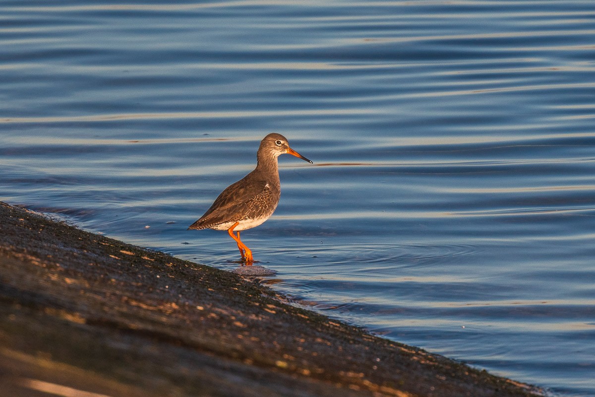 Common Redshank - ML645640270