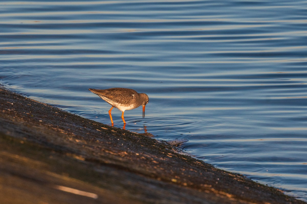 Common Redshank - ML645640271
